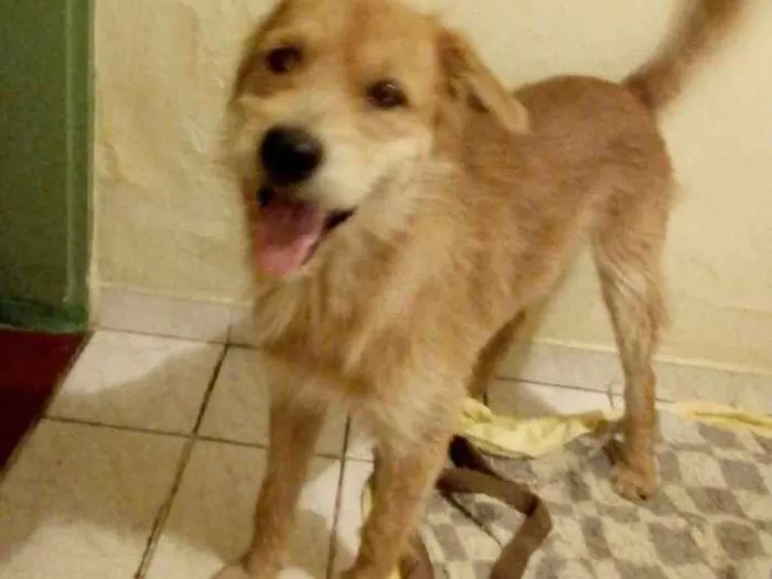 Cachorro ra a SRD idade 1 ano nome Pipoca