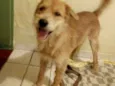 Pipoca