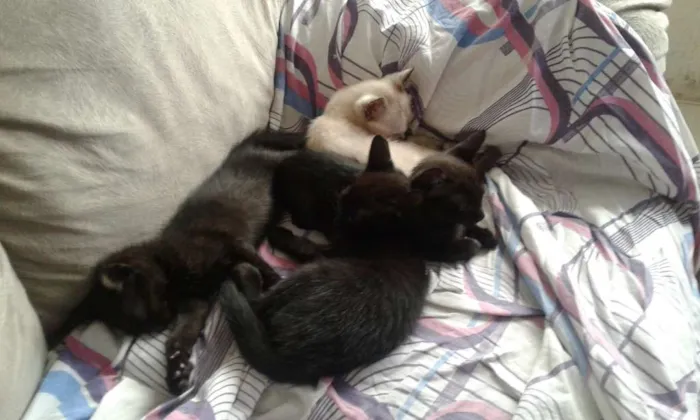 Gato ra a Srd idade Abaixo de 2 meses nome Não tem nomes 