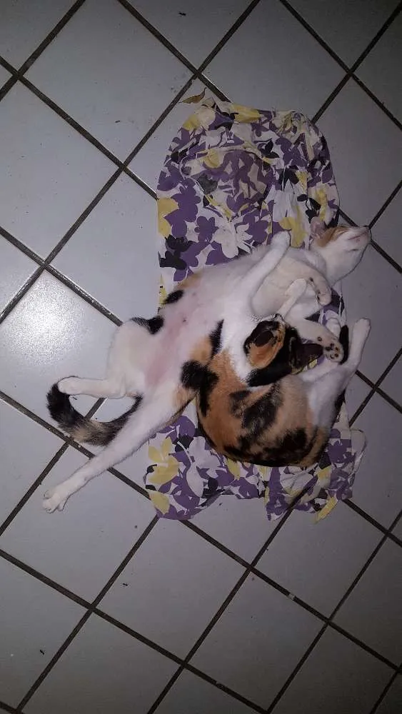 Gato ra a SRD idade Abaixo de 2 meses nome Filhotes