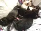 Gato raça Srd idade Abaixo de 2 meses nome Não tem nomes 