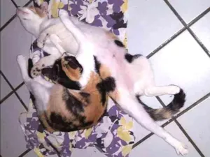Gato raça SRD idade Abaixo de 2 meses nome Filhotes