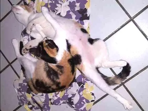Gato ra a SRD idade Abaixo de 2 meses nome Filhotes