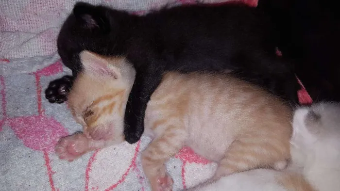 Gato ra a SRD idade Abaixo de 2 meses nome Filhotes
