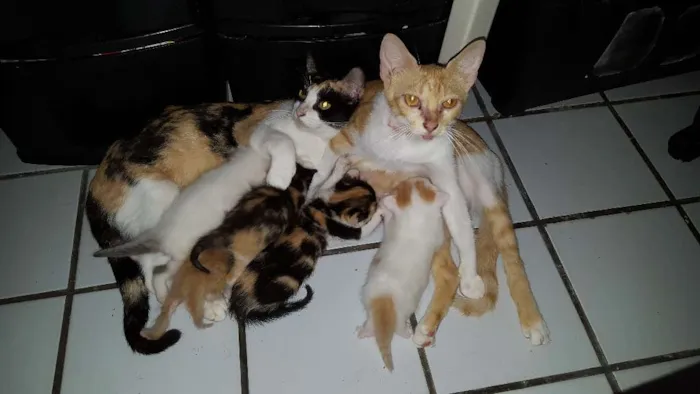 Gato ra a SRD idade Abaixo de 2 meses nome Filhotes