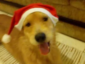Cachorro raça SRD idade 1 ano nome Pipoca