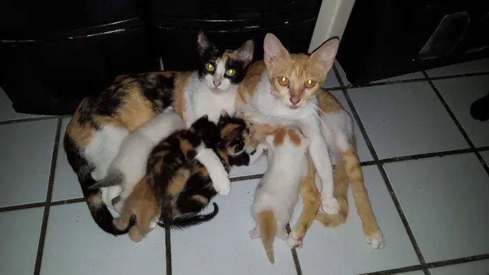 Gato ra a SRD idade Abaixo de 2 meses nome Filhotes