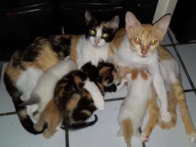 Gato ra a SRD idade Abaixo de 2 meses nome Filhotes