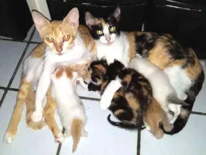 Gato raça SRD idade Abaixo de 2 meses nome Filhotes