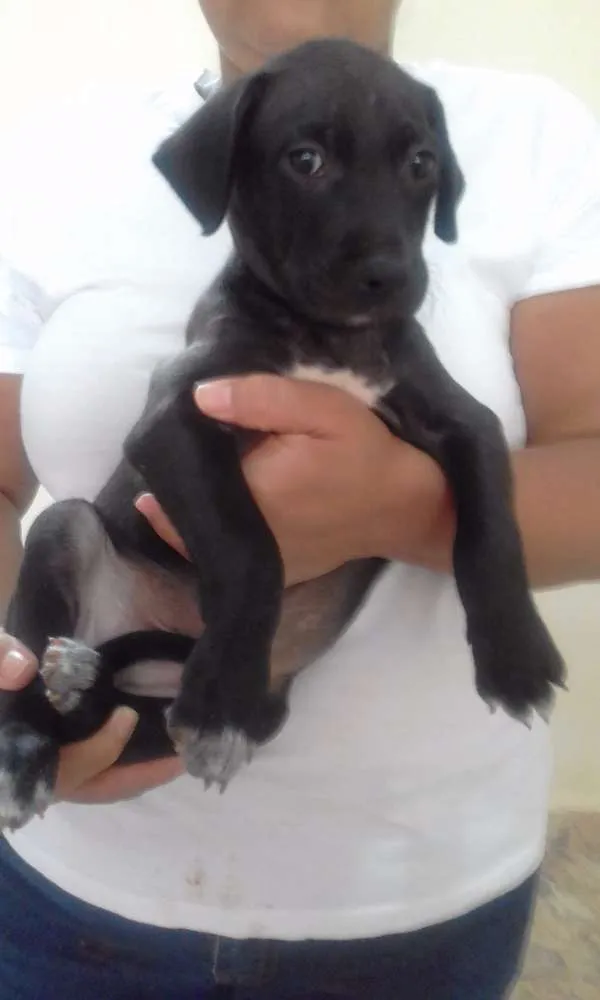 Cachorro ra a SRD idade Abaixo de 2 meses nome Sem nome 