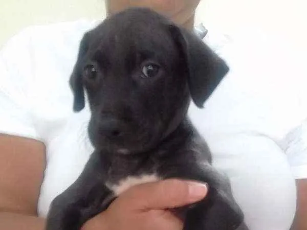 Cachorro ra a SRD idade Abaixo de 2 meses nome Sem nome 