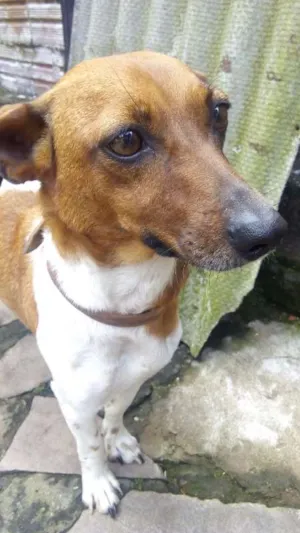 Cachorro raça  idade 4 anos nome Hannah