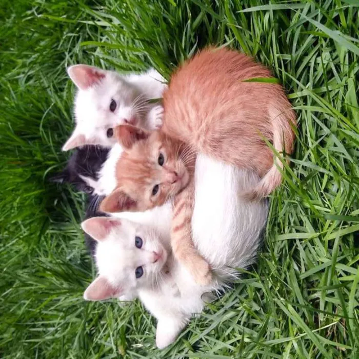 Gato raça SRD idade Abaixo de 2 meses nome sem nome