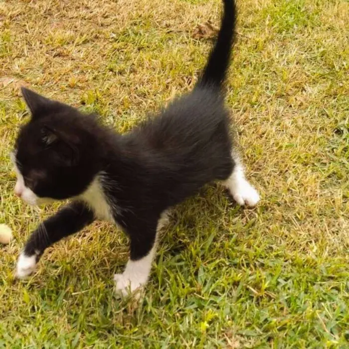 Gato raça SRD idade Abaixo de 2 meses nome sem nome