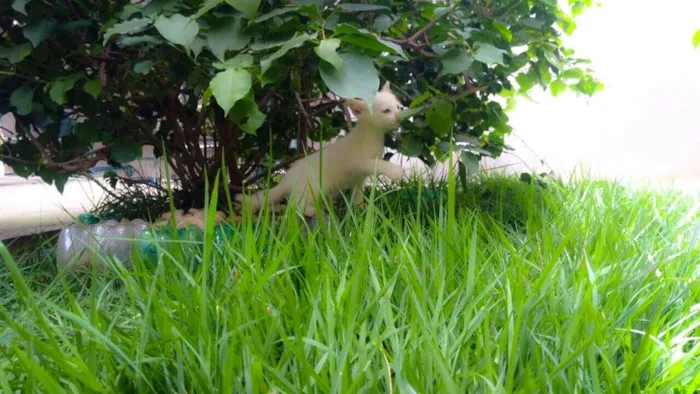 Gato raça SRD idade Abaixo de 2 meses nome sem nome