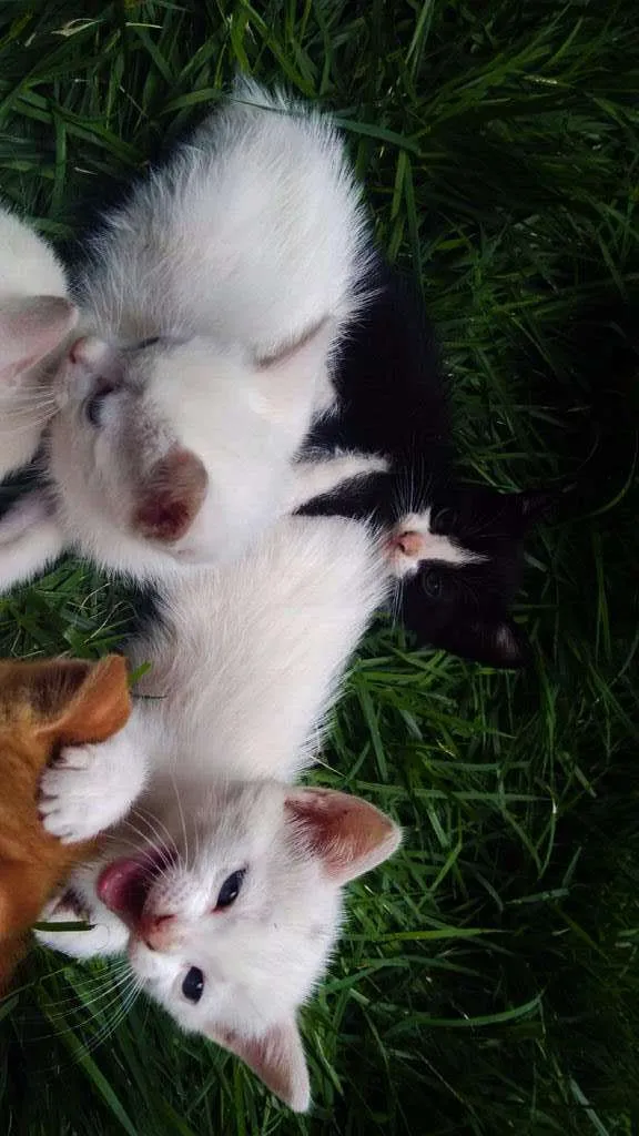 Gato raça SRD idade Abaixo de 2 meses nome sem nome