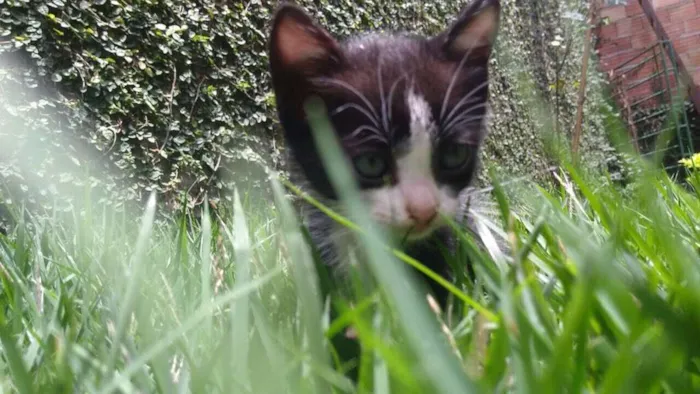Gato raça SRD idade Abaixo de 2 meses nome sem nome