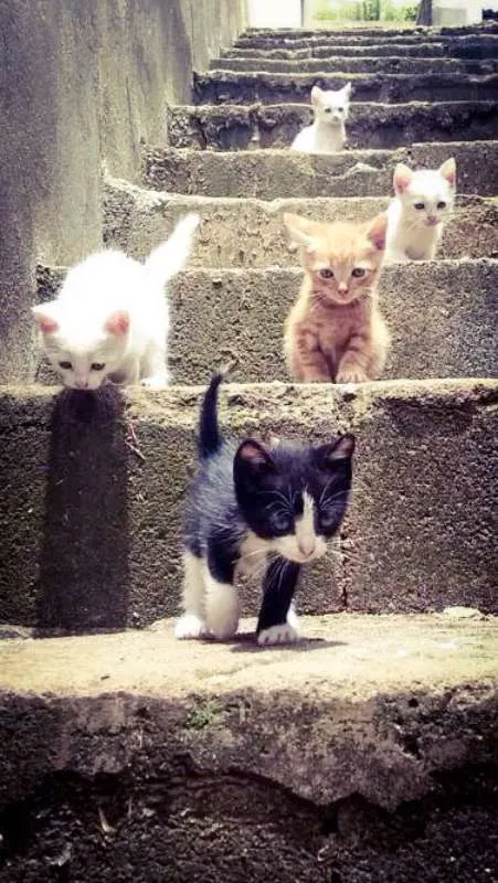 Gato raça SRD idade Abaixo de 2 meses nome sem nome