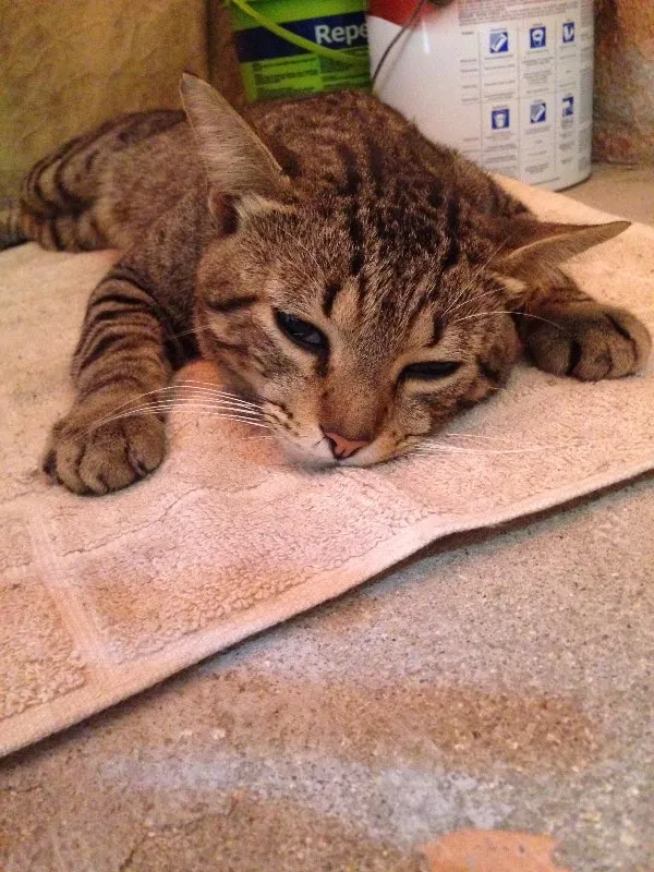 Gato raça Indeterminada idade  nome Indeterminado