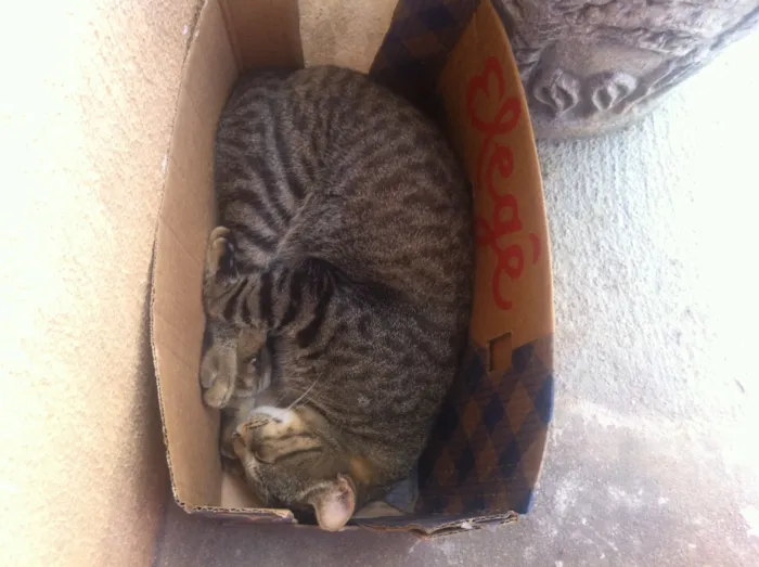 Gato raça Indeterminada idade  nome Indeterminado