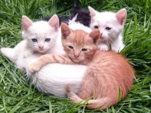 Gato raça SRD idade Abaixo de 2 meses nome sem nome