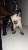 Tico e Teco