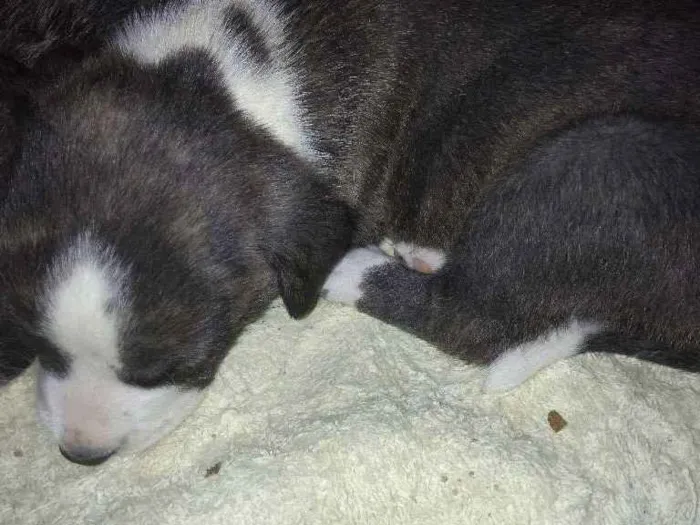 Cachorro ra a Mistura de Pit Bull idade 2 a 6 meses nome Sem nome 