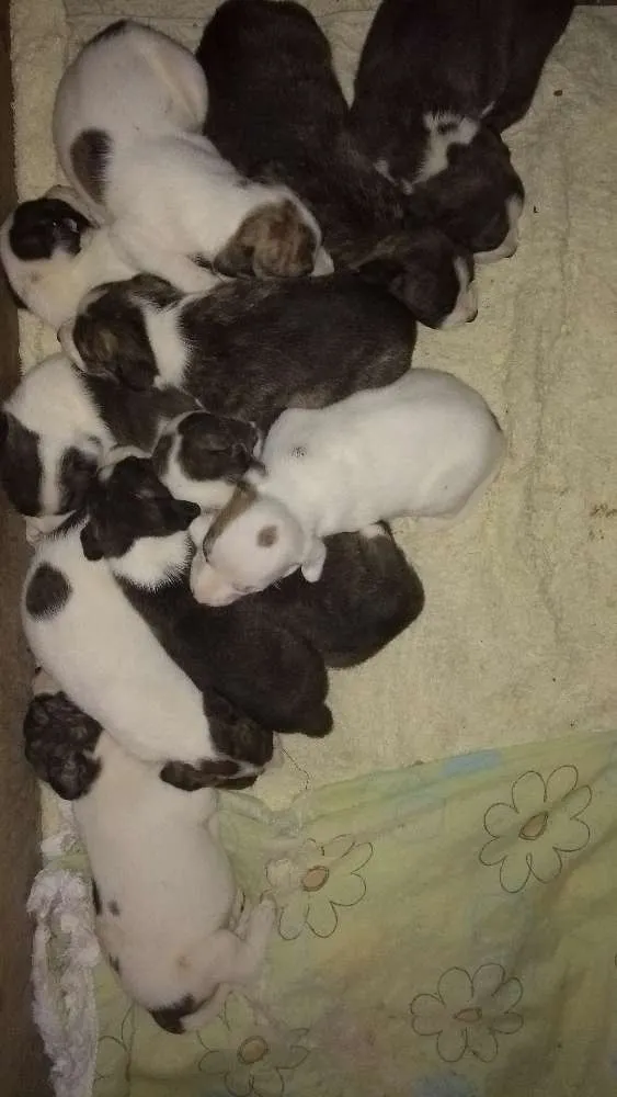 Cachorro ra a Mistura de Pit Bull idade 2 a 6 meses nome Sem nome 