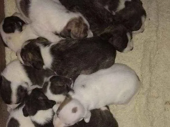 Cachorro ra a Mistura de Pit Bull idade 2 a 6 meses nome Sem nome 