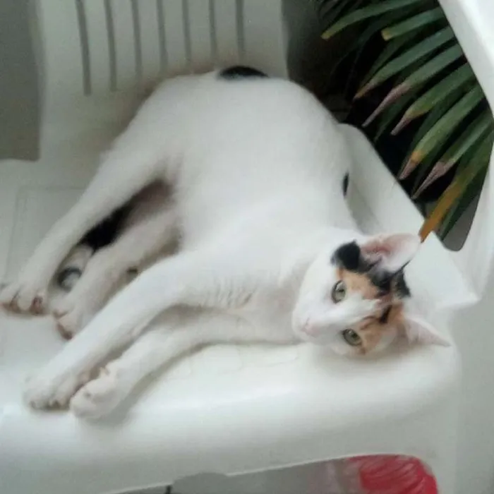 Gato raça Três Cores idade 7 a 11 meses nome Anitta