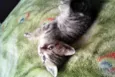Bela