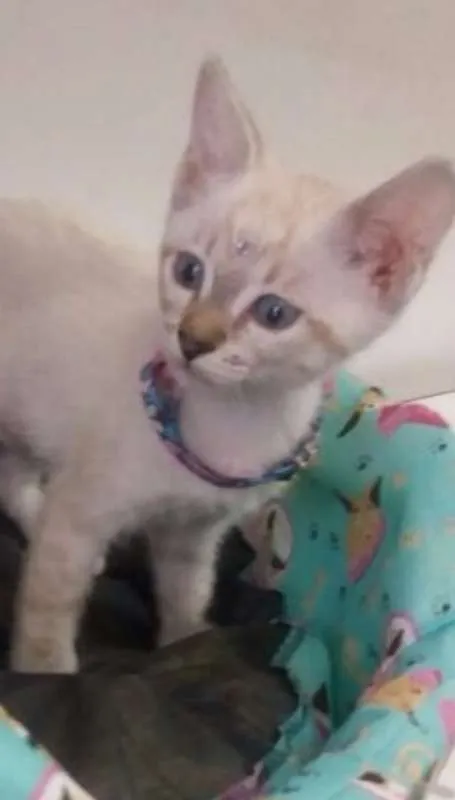 Gato ra a srd idade 2 a 6 meses nome Maria Flor