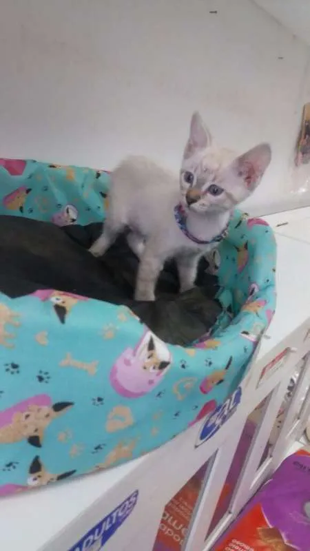 Gato ra a srd idade 2 a 6 meses nome Maria Flor