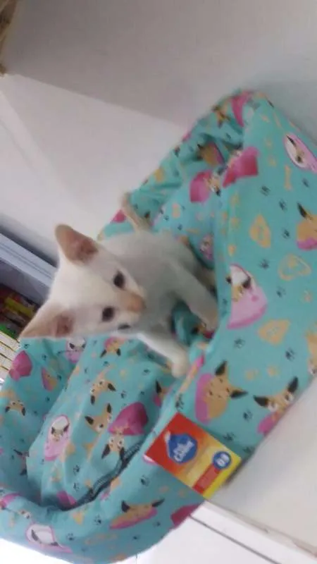 Gato ra a srd idade 2 a 6 meses nome Maria Flor