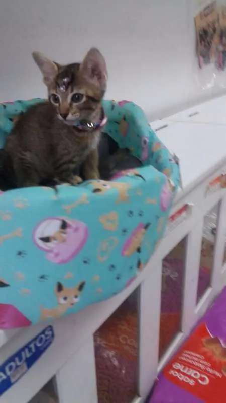Gato ra a srd idade 2 a 6 meses nome Zack
