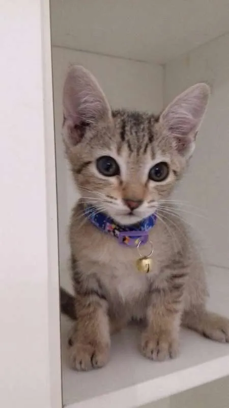 Gato ra a srd idade 2 a 6 meses nome Zack