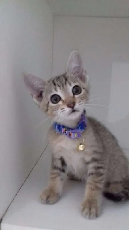 Gato ra a srd idade 2 a 6 meses nome Zack