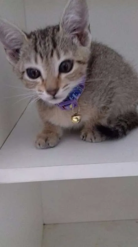 Gato ra a srd idade 2 a 6 meses nome Zack