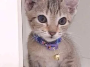 Gato raça srd idade 2 a 6 meses nome Zack