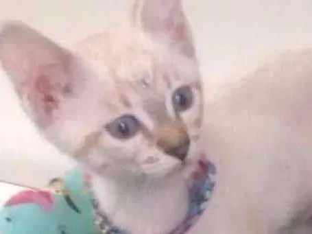 Gato ra a srd idade 2 a 6 meses nome Maria Flor