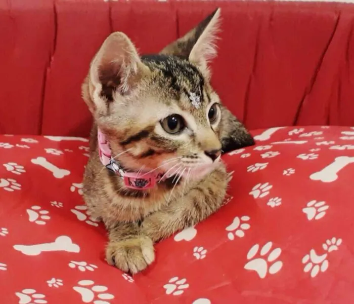 Gato ra a srd idade 2 a 6 meses nome Susy