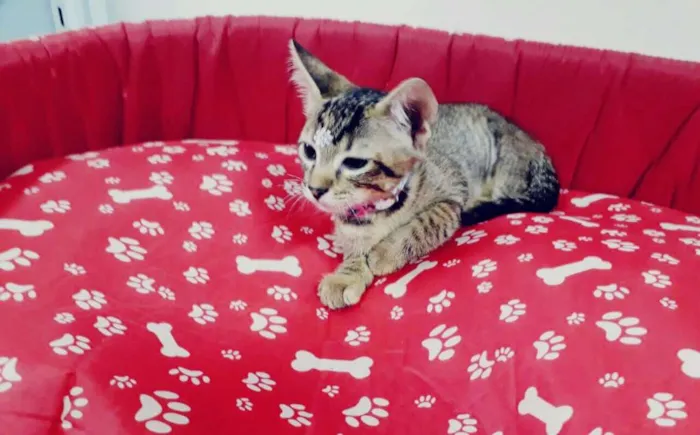 Gato ra a srd idade 2 a 6 meses nome Susy