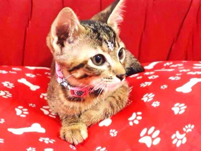 Gato ra a srd idade 2 a 6 meses nome Susy