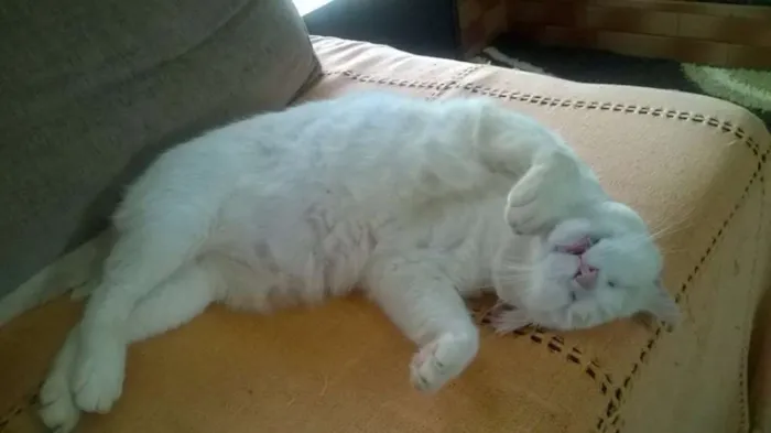 Gato raça SRD idade 6 ou mais anos nome Smigol Menin GRATIFICA