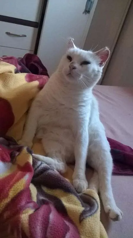 Gato raça SRD idade 6 ou mais anos nome Smigol Menin GRATIFICA
