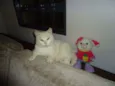Smigol Menin GRATIFICA