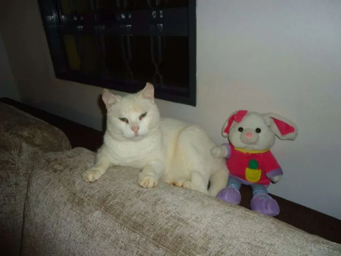 Gato raça SRD idade 6 ou mais anos nome Smigol Menin GRATIFICA