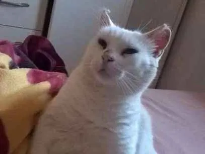 Gato raça SRD idade 6 ou mais anos nome Smigol Menin GRATIFICA