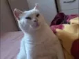 Smigol Menin GRATIFICA