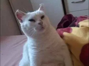 Gato raça SRD idade 6 ou mais anos nome Smigol Menin GRATIFICA